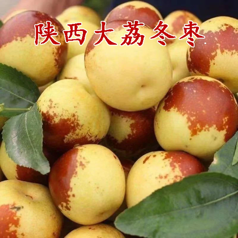 陕西大荔冬枣正宗现摘鲜枣新鲜应季脆甜水果健康