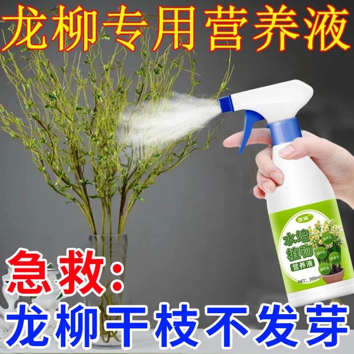 龙柳专用水培植物营养液鲜枝干枝银柳龙柳雪柳爆芽生根发芽长绿叶