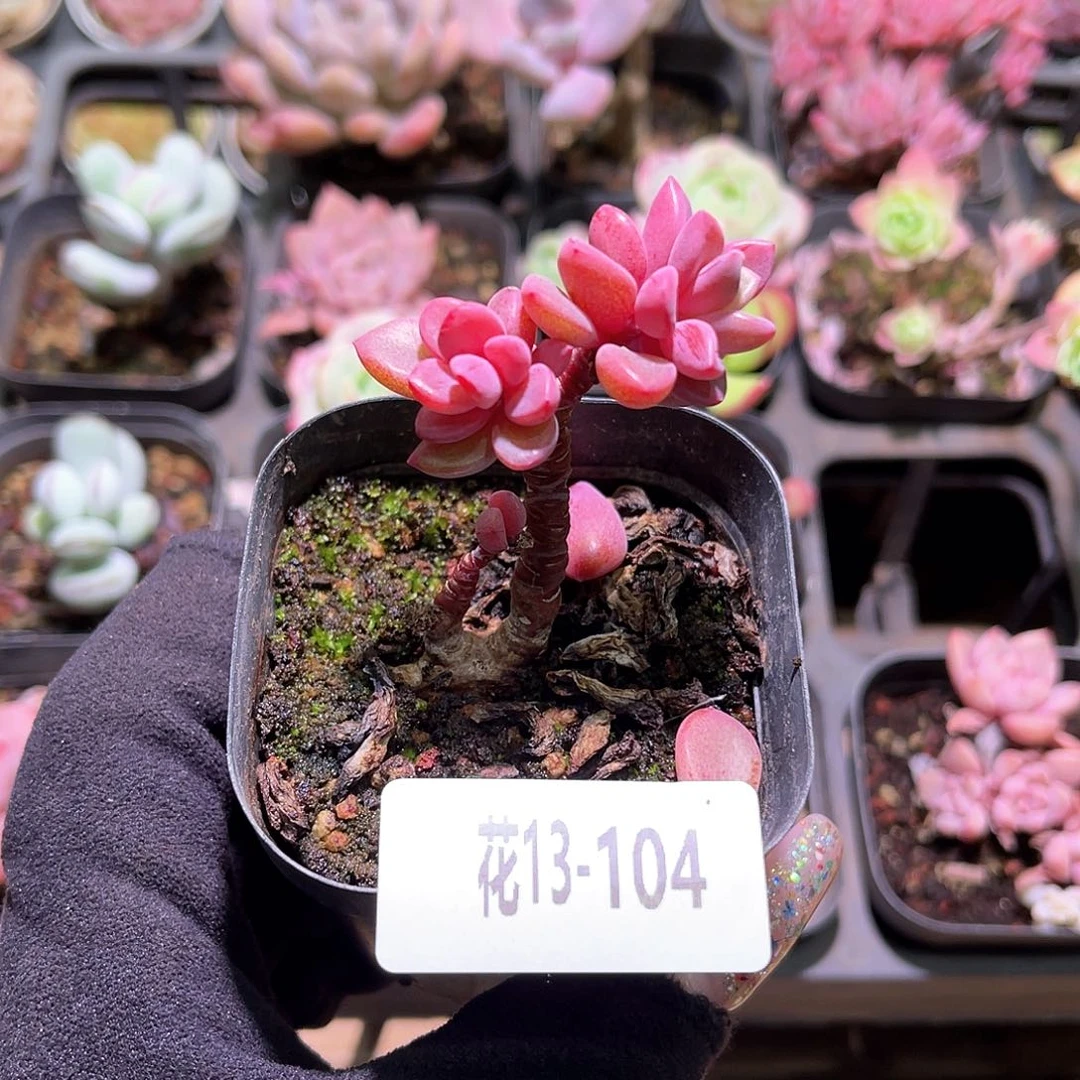 花利美13-104紫心