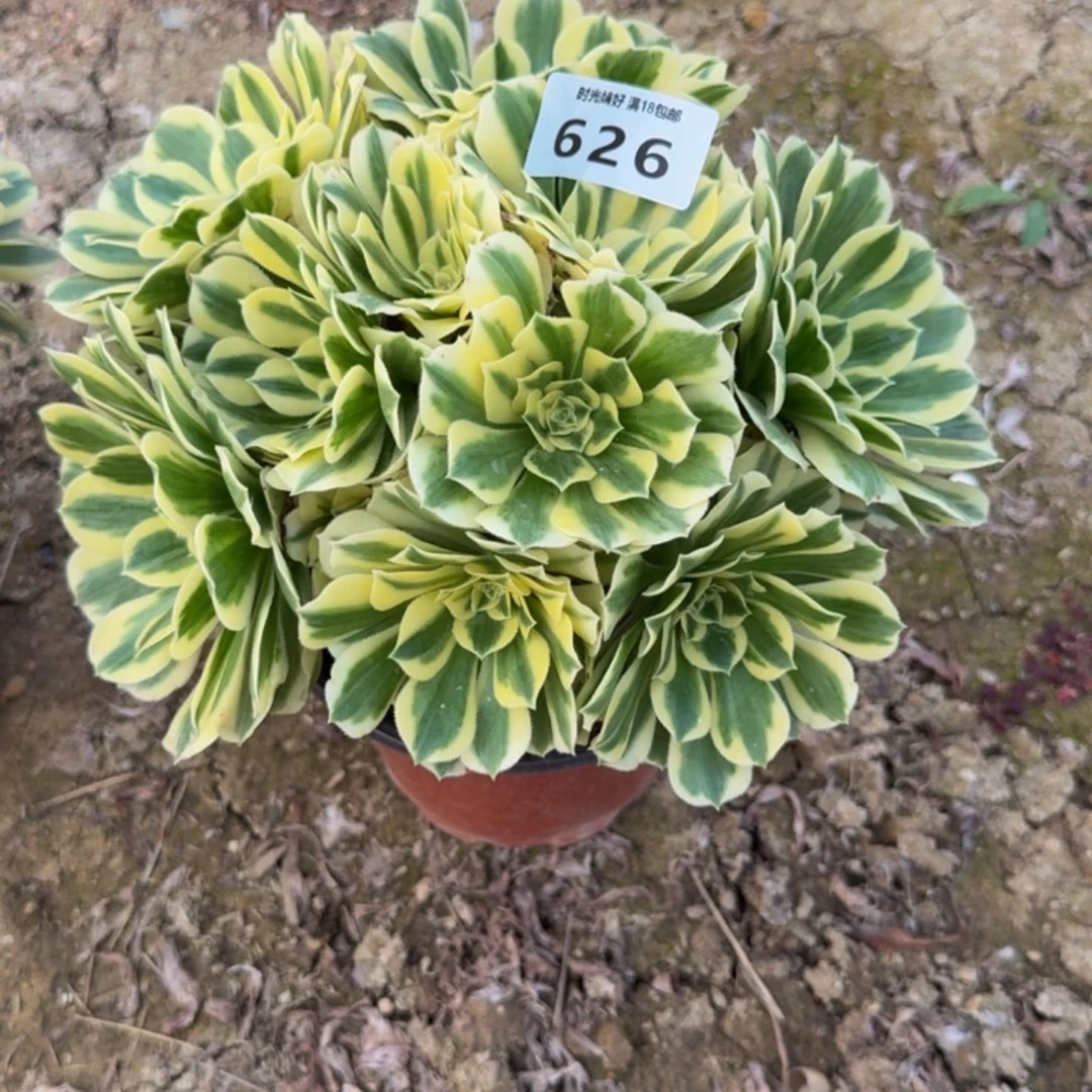 626迈巴赫。多肉植物