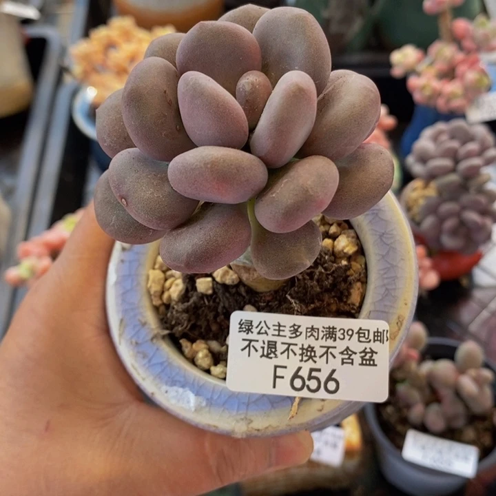 月美人单头656多肉植物