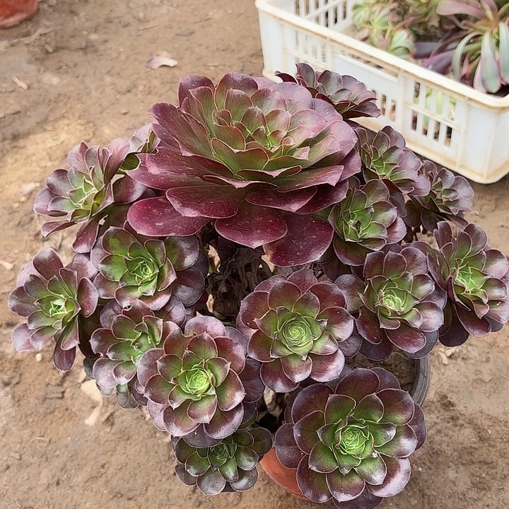 多肉植物法师魅金25