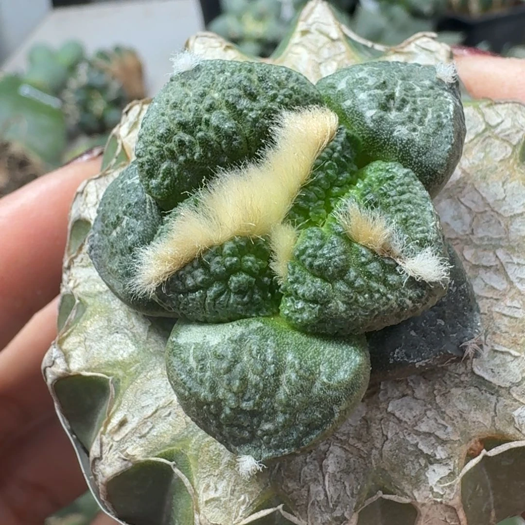 【闪购商品】无花朵纯种大尤连山559