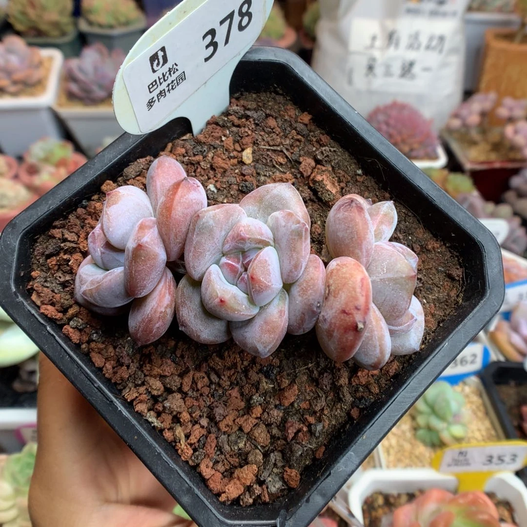 378一字马石榴籽星影多肉植物