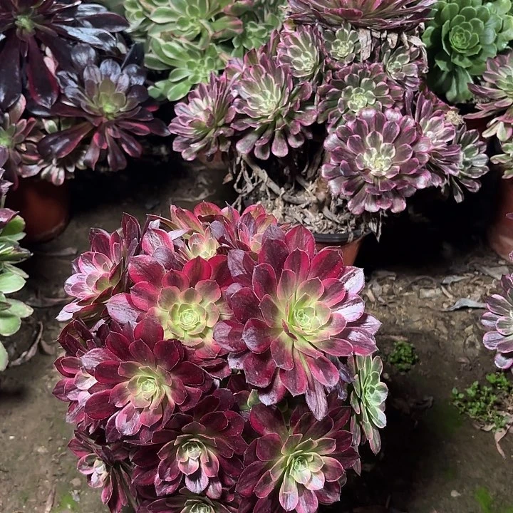 多肉植物法师安娜73