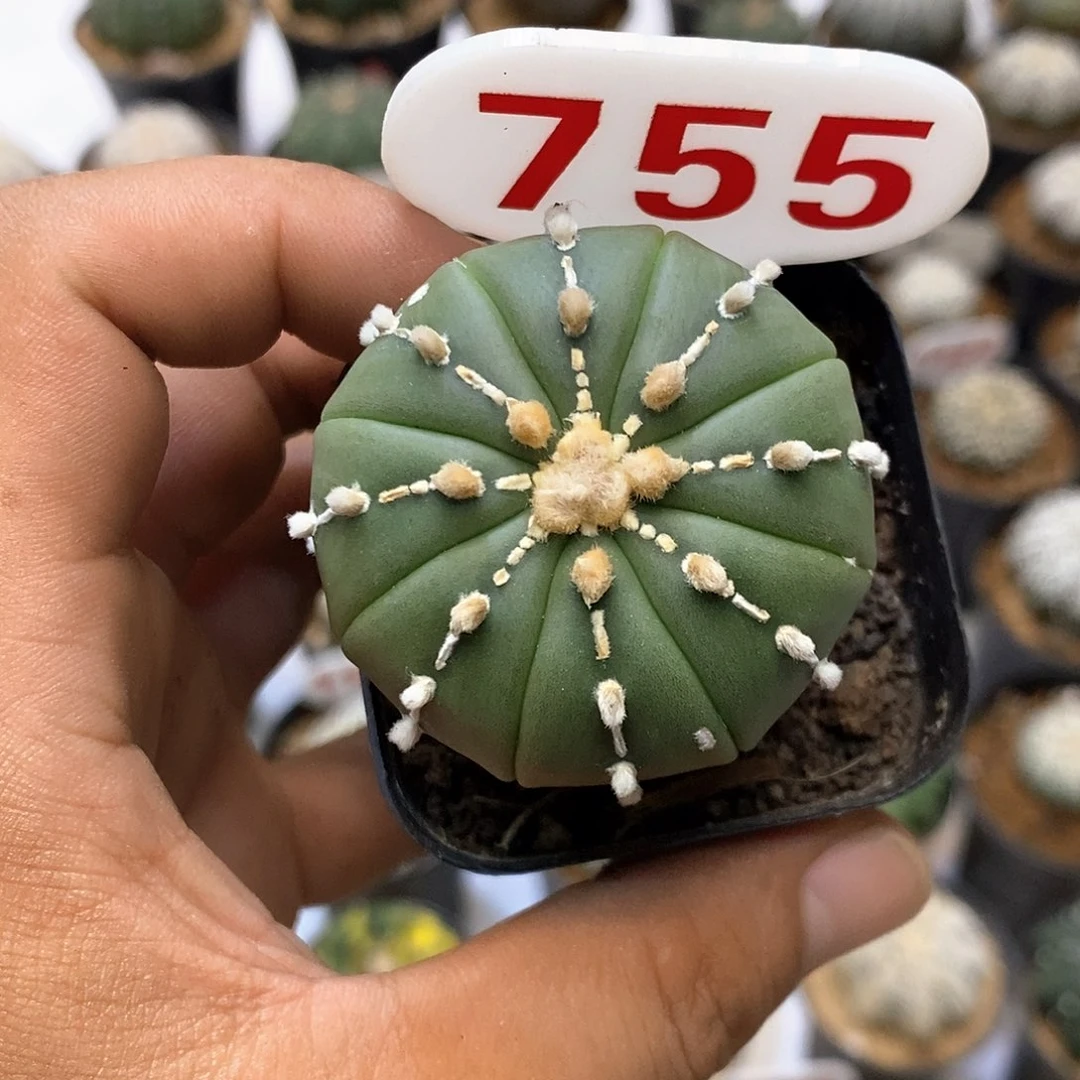 755福利特价来了哦耶