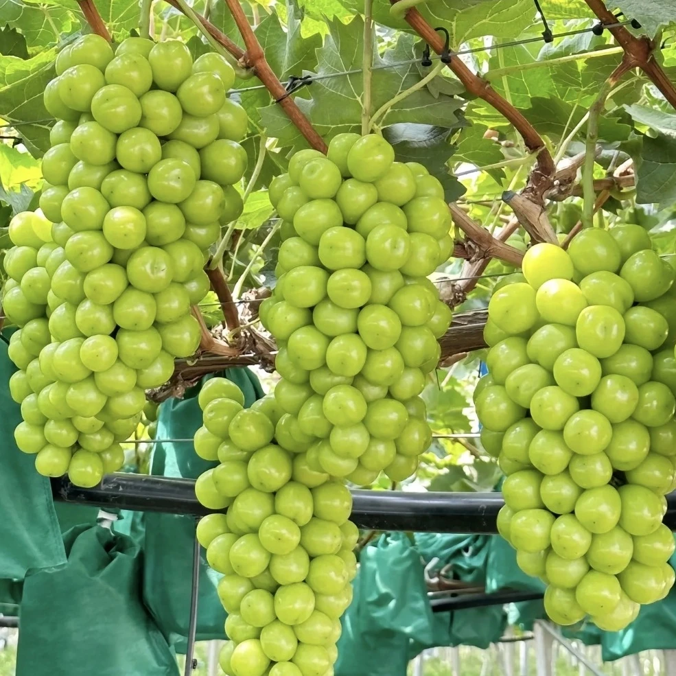 阳光玫瑰葡萄新鲜采摘脆甜多汁当季鲜果现摘现发QAQ