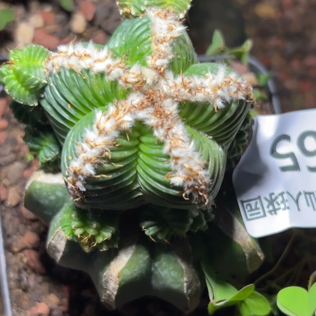 165 仙人球的比赛将于