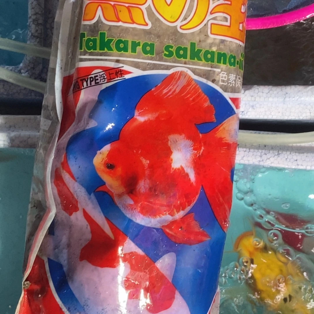 海水鱼俩袋锦鲤包邮