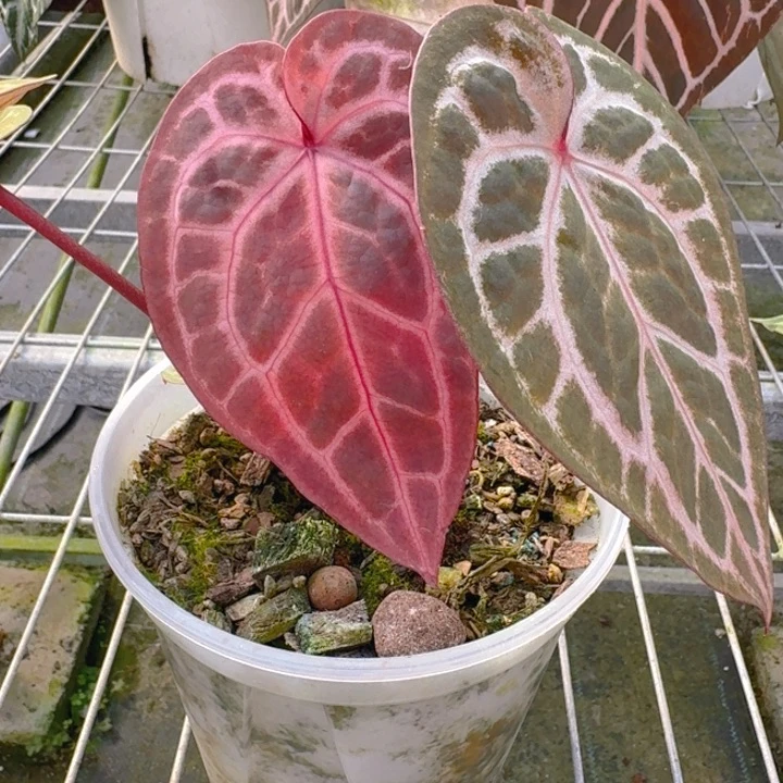 完全开放13粉紫带侧芽
