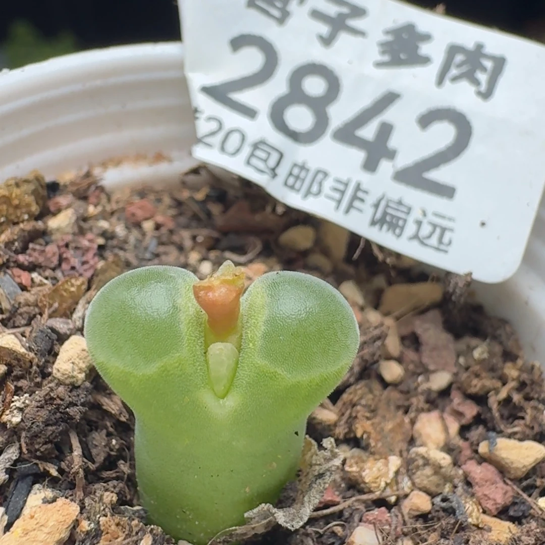 极窗400带盆土。