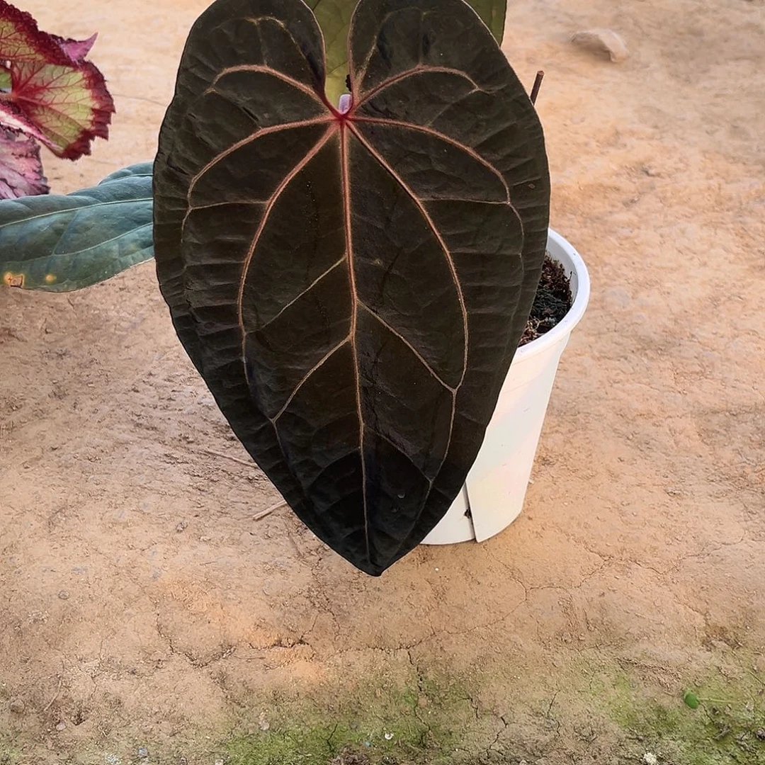 无花朵黑桃杂鸡北京