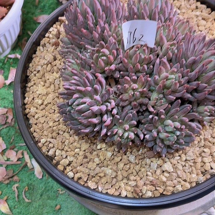 前**事1762炫彩心多肉