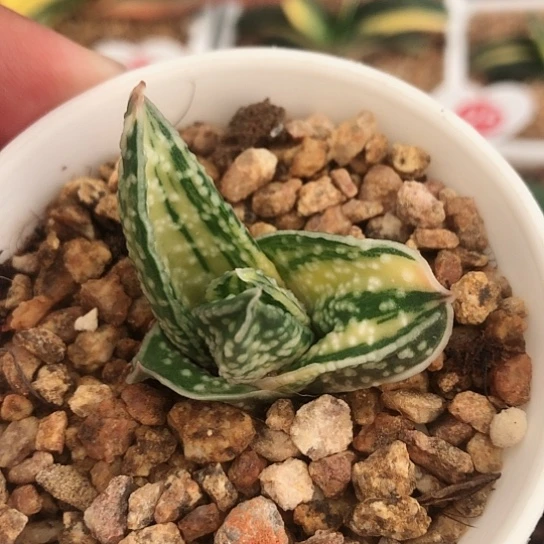 旋转蜗牛锦蜗牛锦