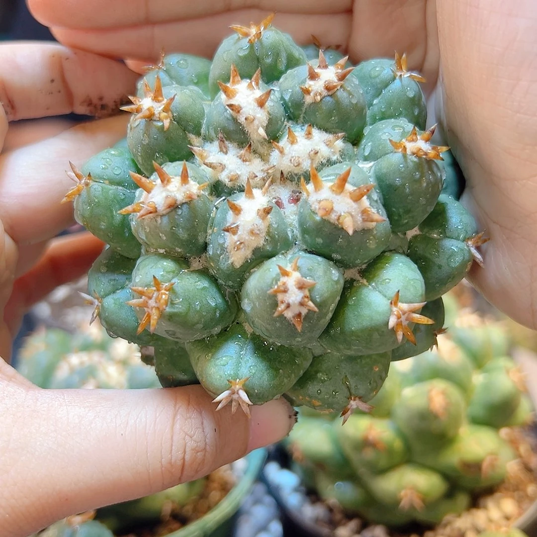 自根短豪刺獠牙弱根7公分