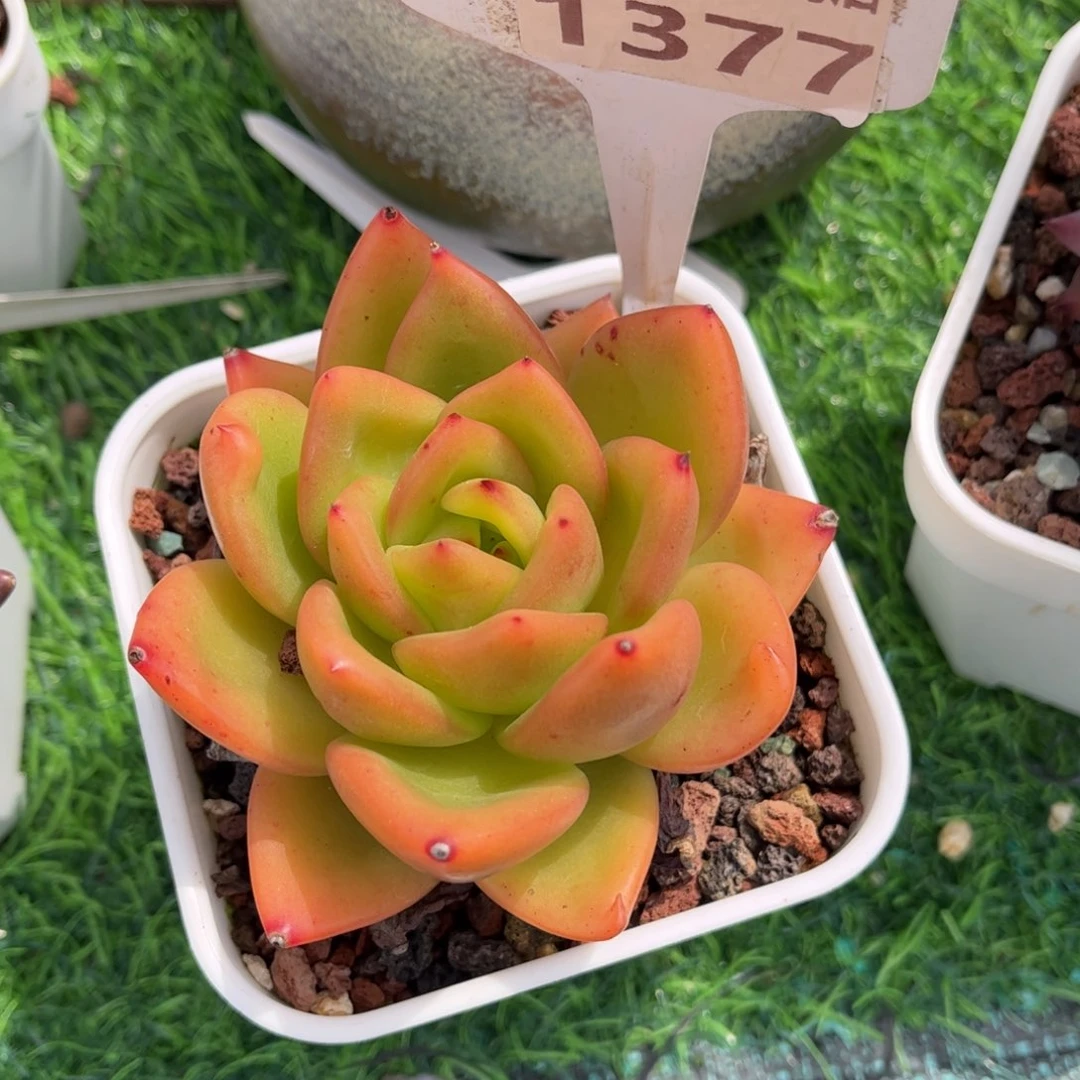 多肉植物1377 满30包邮