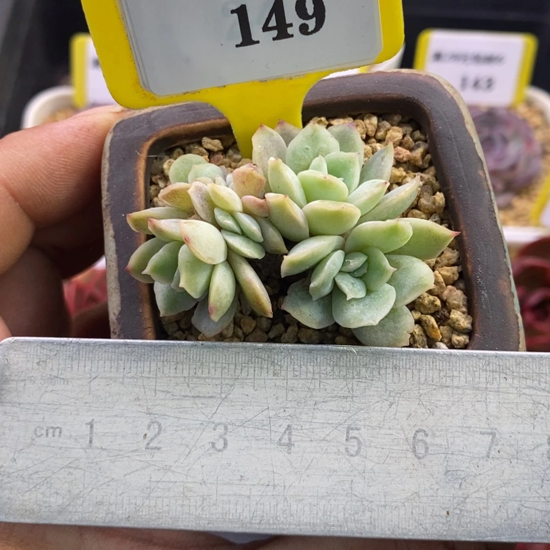 6149正版泡泡沙群，7头左右