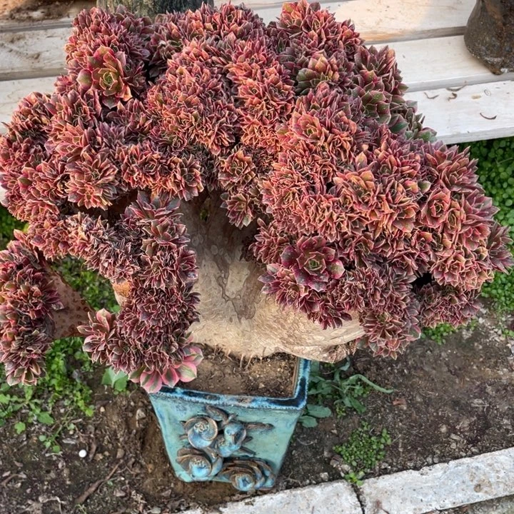 法师老桩缀化女神