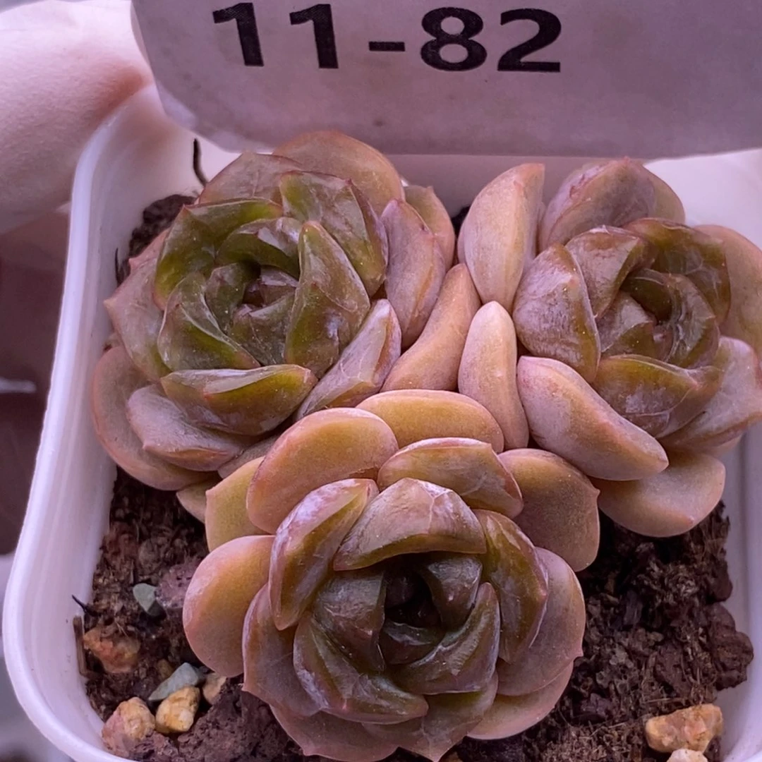 【闪购商品】11-82熔晶