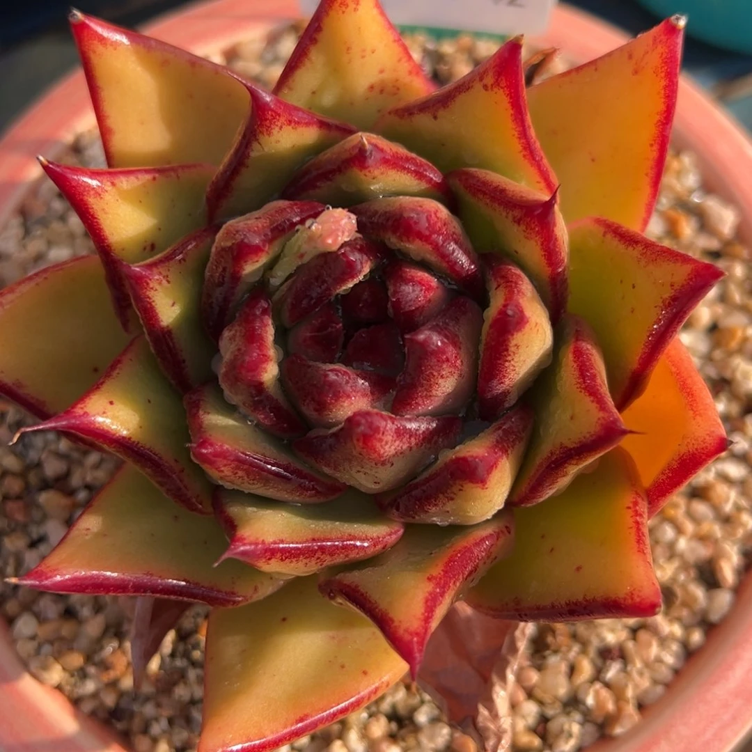 从前慢多肉精选编号0212.42