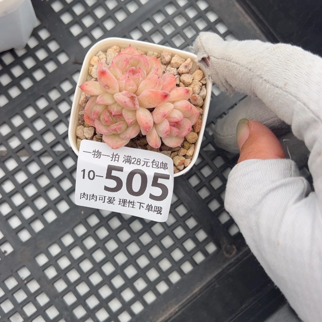 甜心珍妮多肉多肉多肉