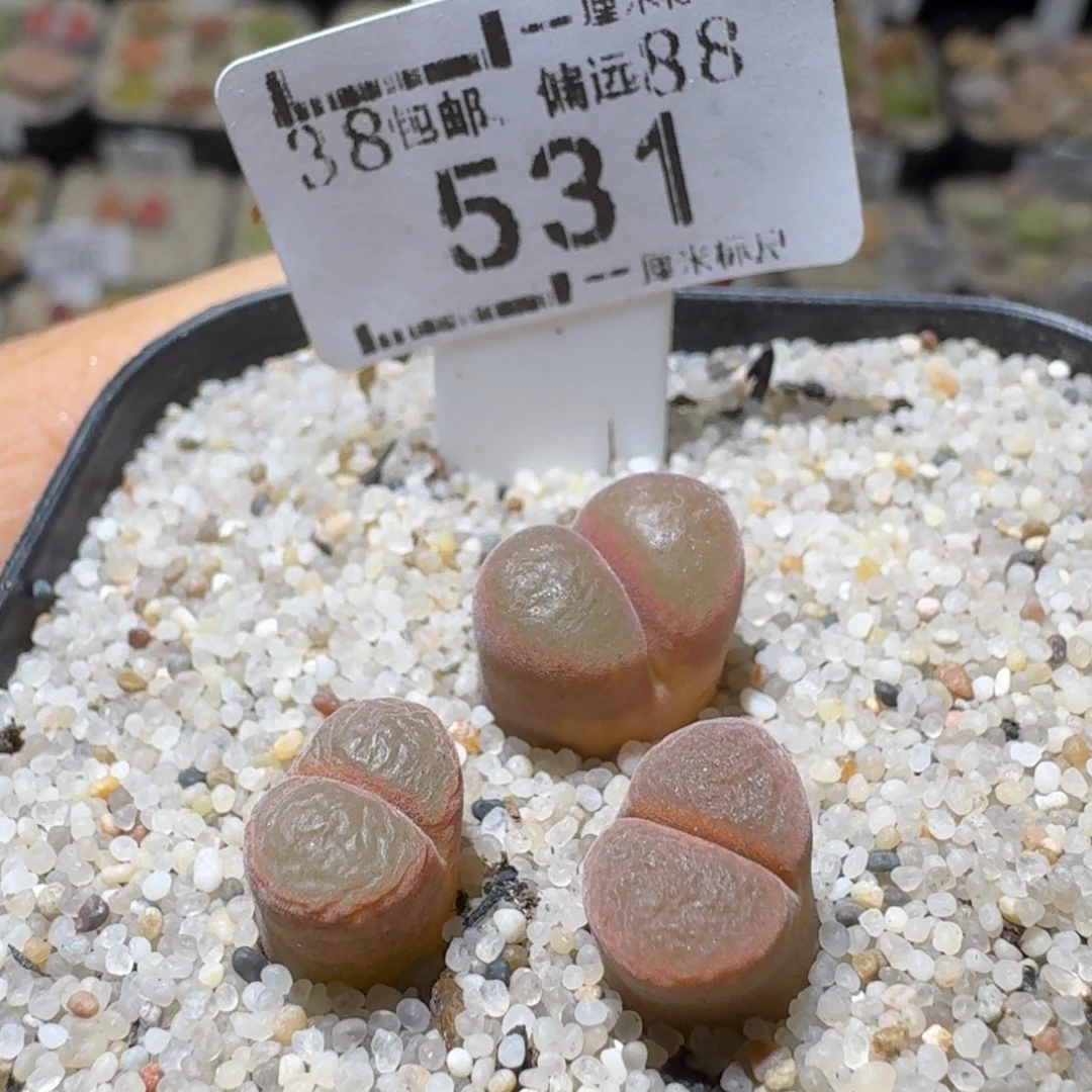 Sss精品便宜出了531