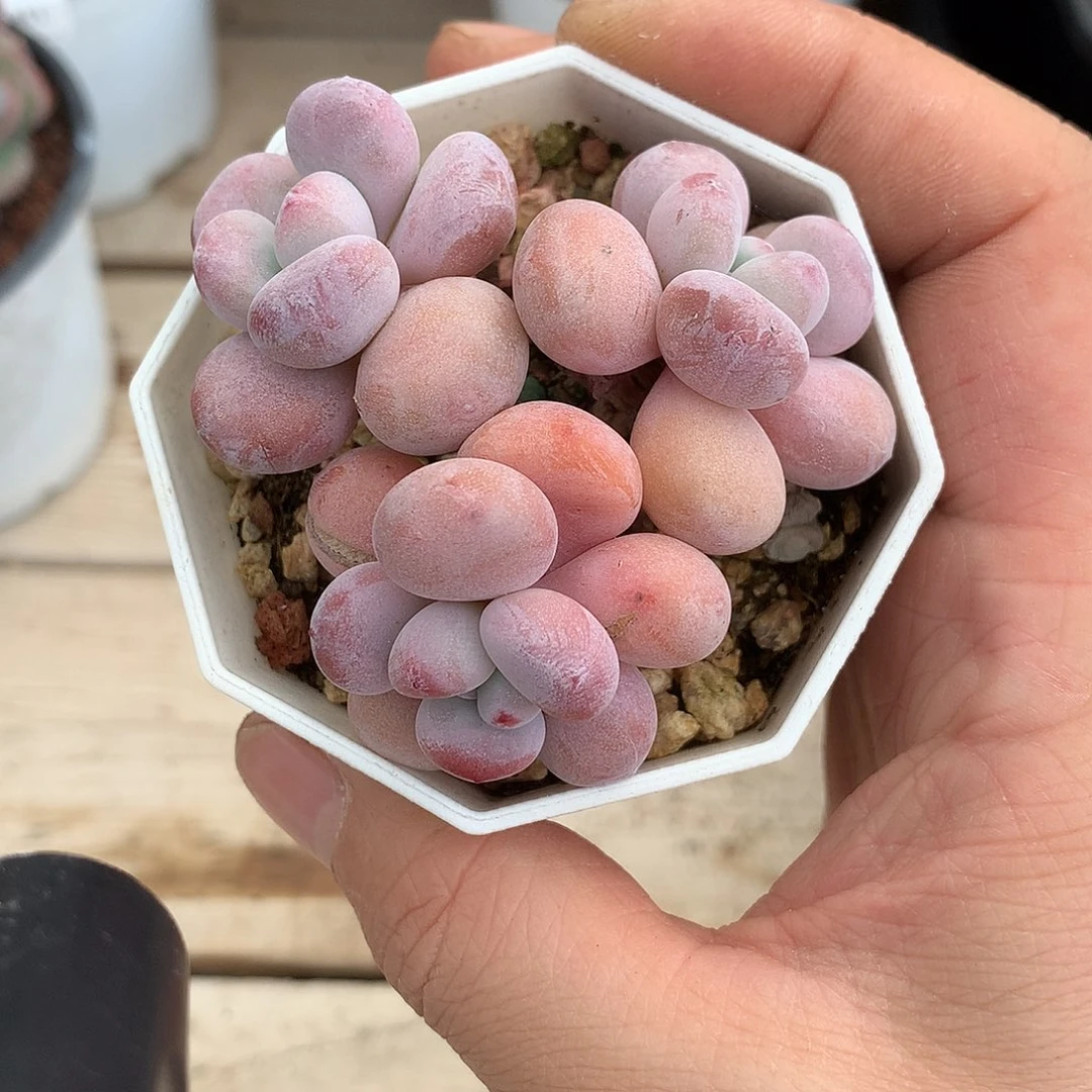 6486粉兔多肉一颗8厘米