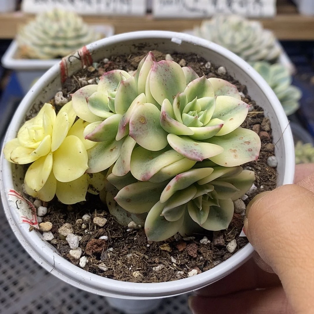 15140 蜡牡丹白覆轮锦 4 头