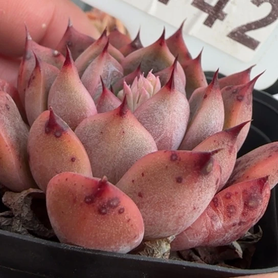 142诺玛满18包邮多肉