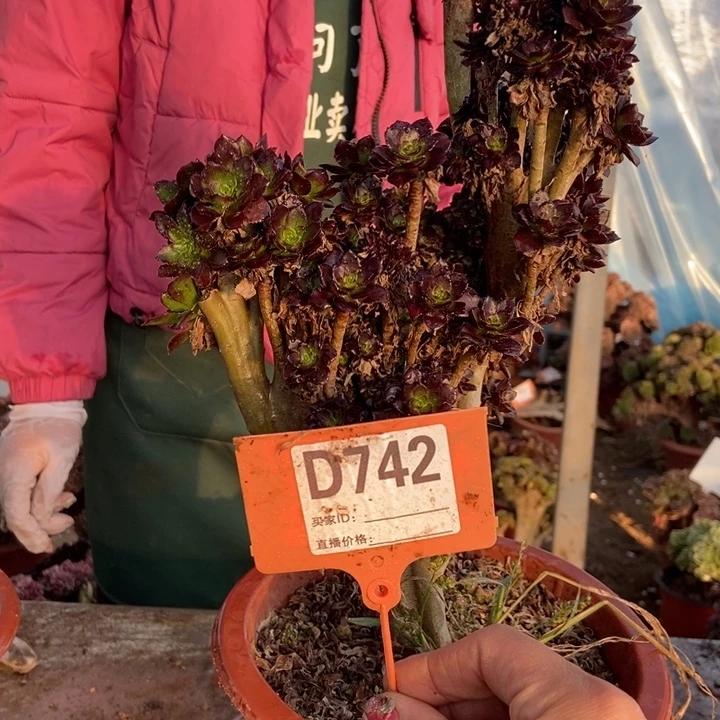 龙***厂D742黑缀化老桩老桩