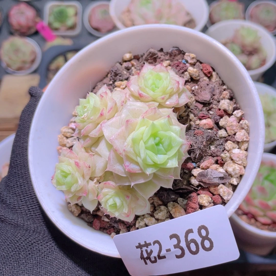 花利美2-368白天鹅微瑕