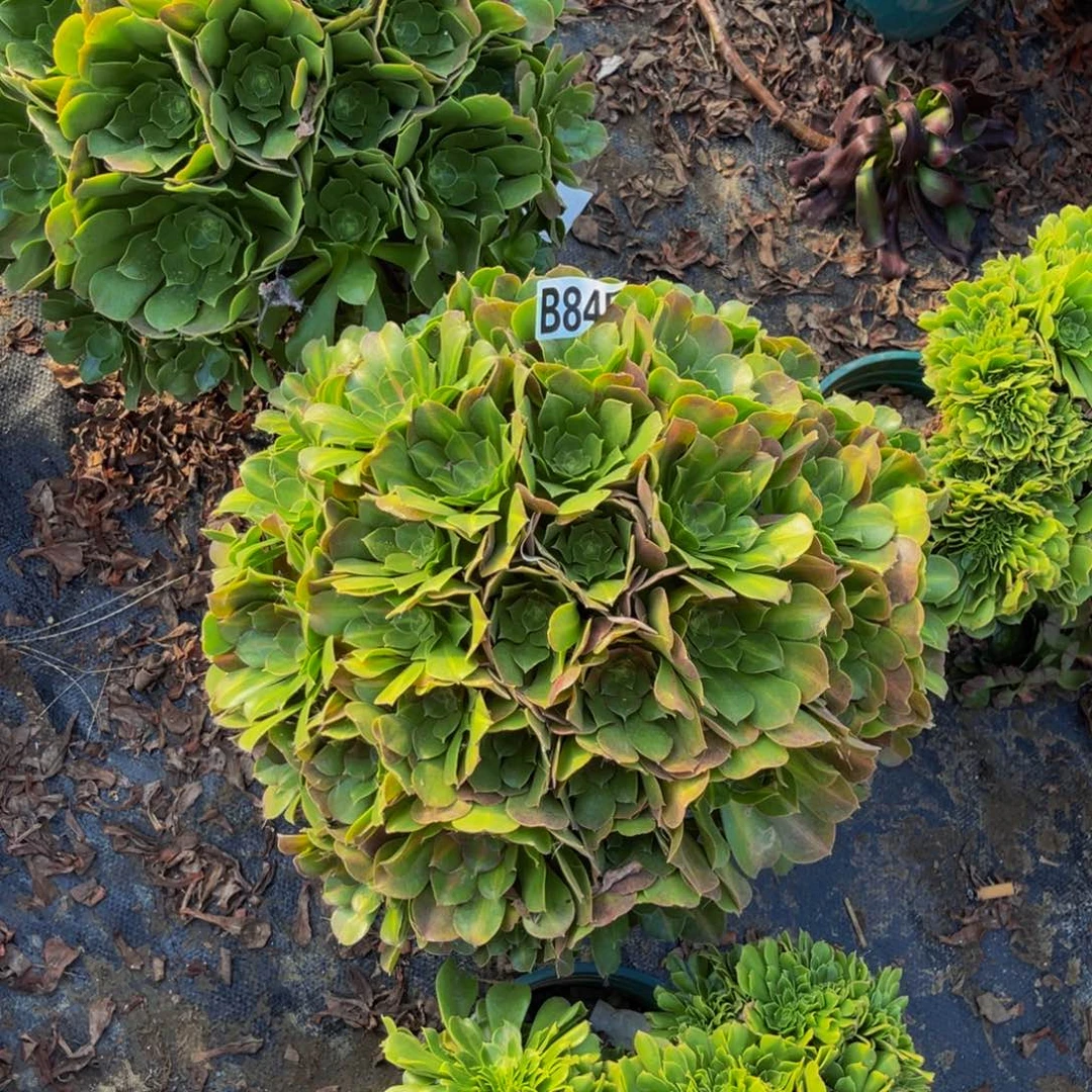 女巫中斑法师1-7@