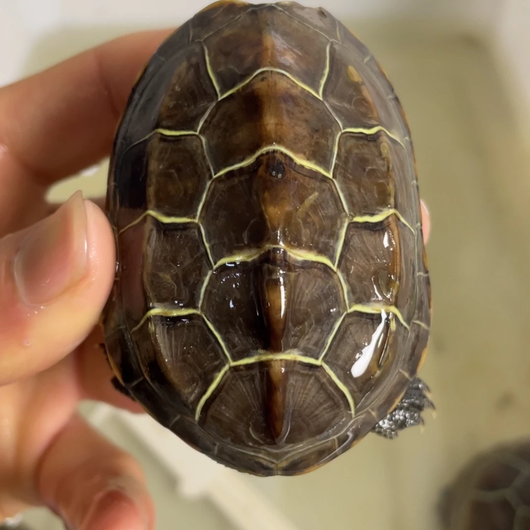 苏北金线冷水草龟