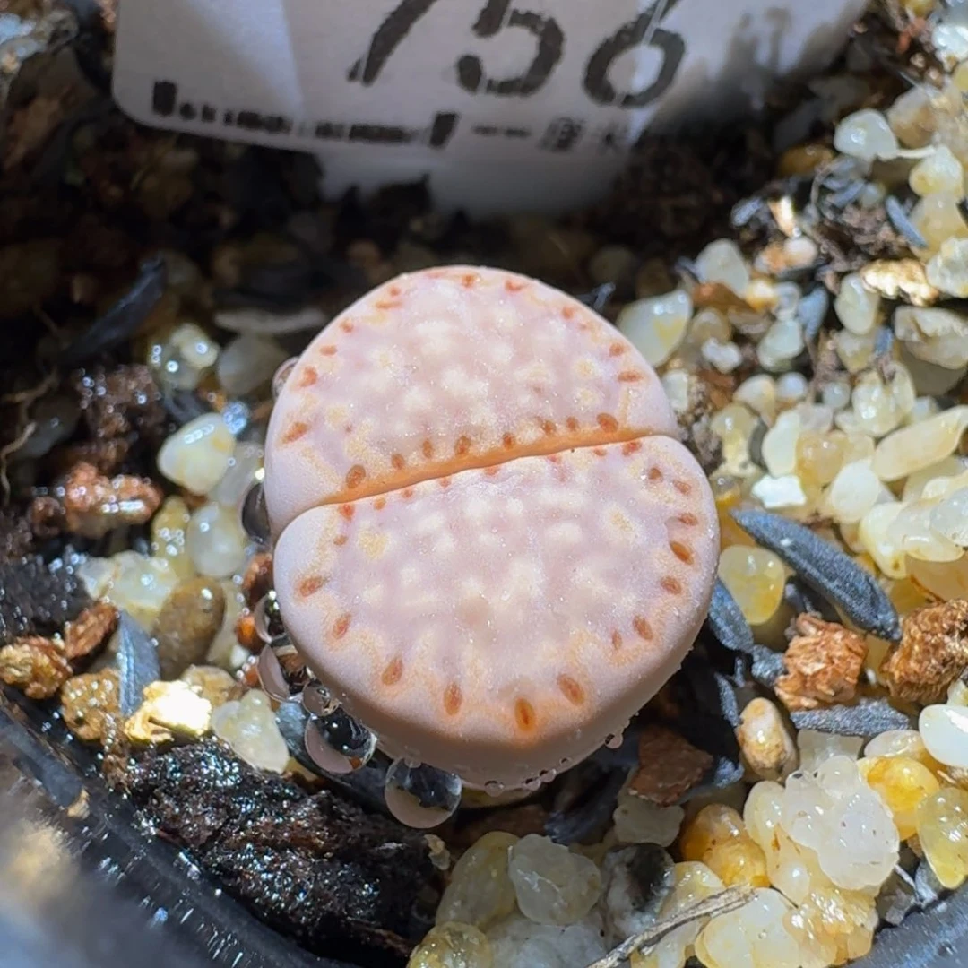 Ssss清货便宜出了756卡1.4