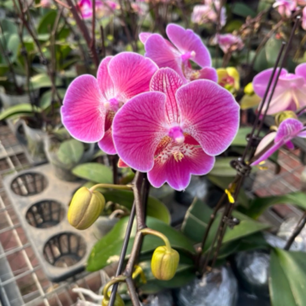 蝴蝶兰 性感 3.5寸带花带花苞 微瑕介意勿拍