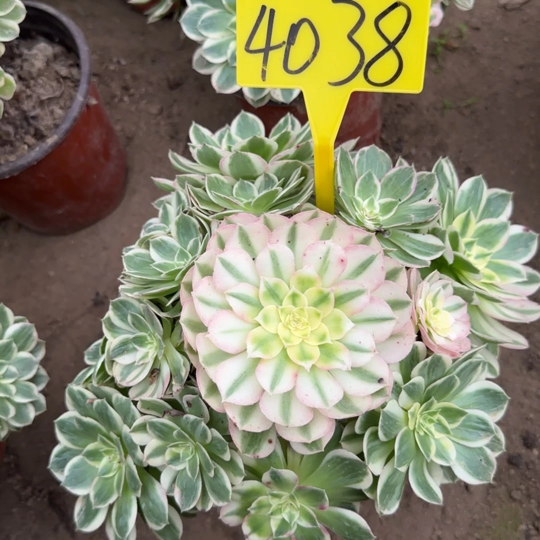 4038---海王多肉植物