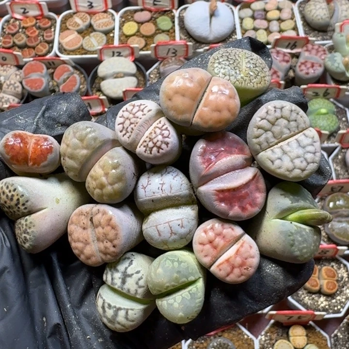 福利无售后3:：：：。  8号