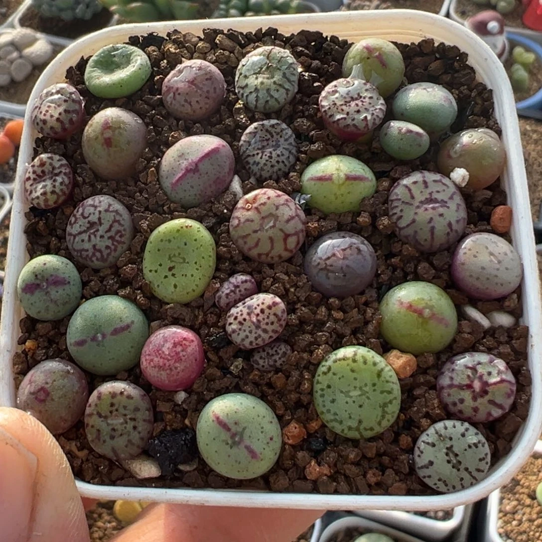 190多肉植物百科植物