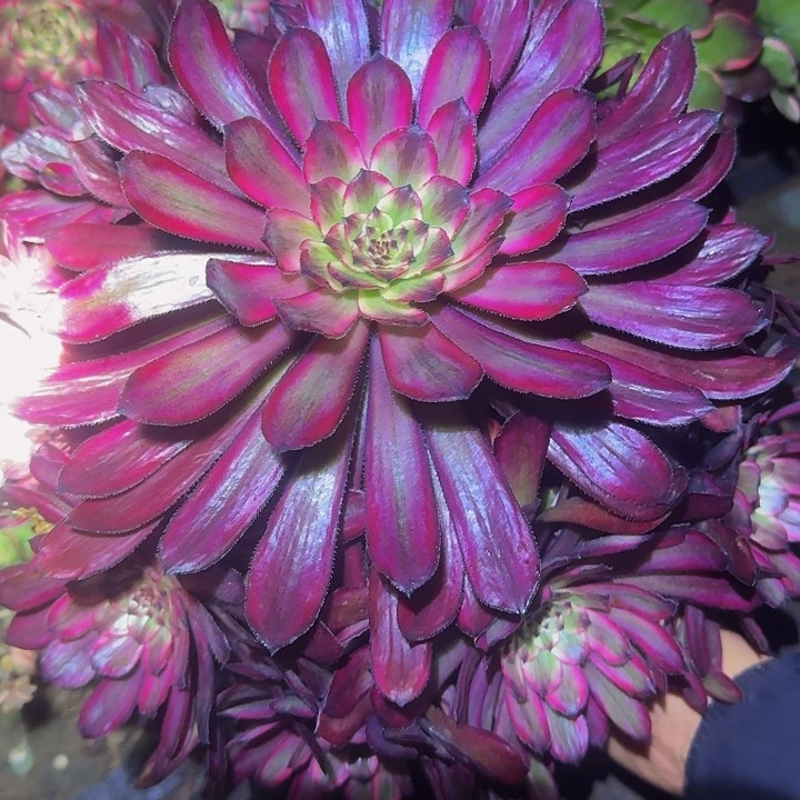 精品紫霞仙子老桩亏本福利