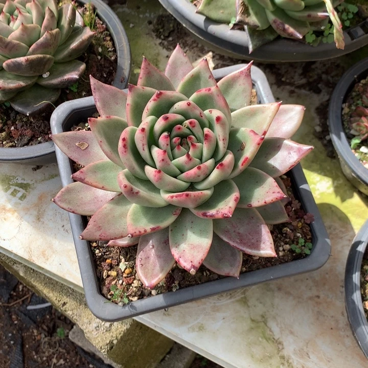 美肉特价活动开始啦