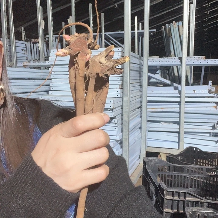 当前无花栽培后可以开花混苗5棵