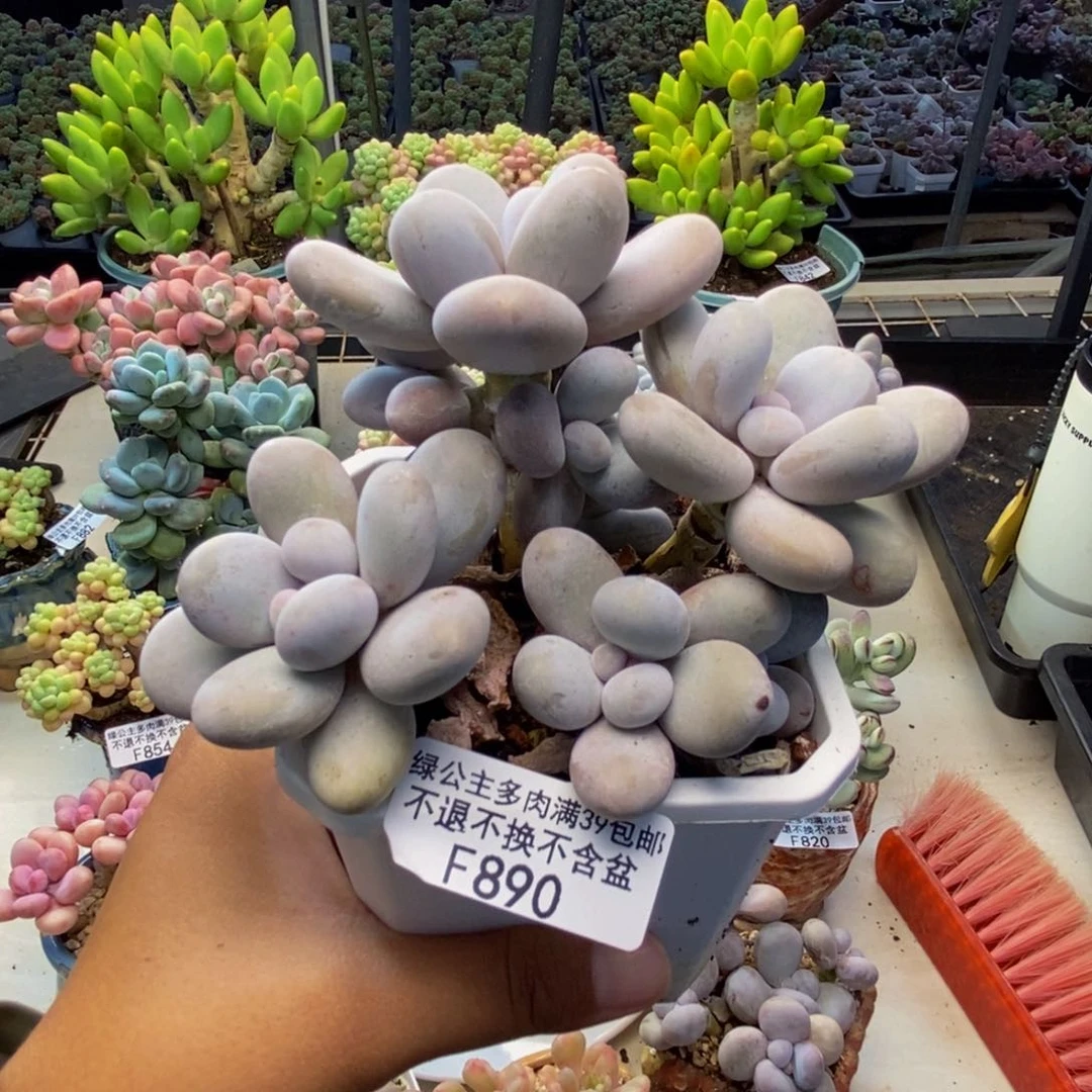 890水光针多肉8c m