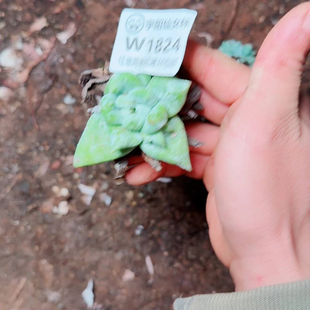 1284绿拇指仙女杯多肉