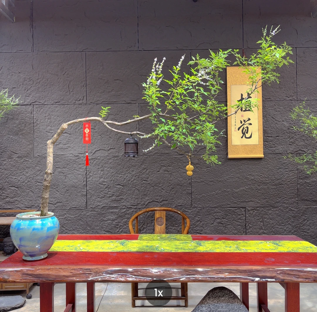 5号 长飘海岛黄荆【植觉造型盆景】办公室茶几推荐盆景带盆飘长1米7