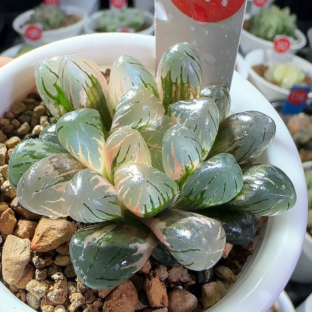 341号冰灯玉露锦一物一拍带盆土