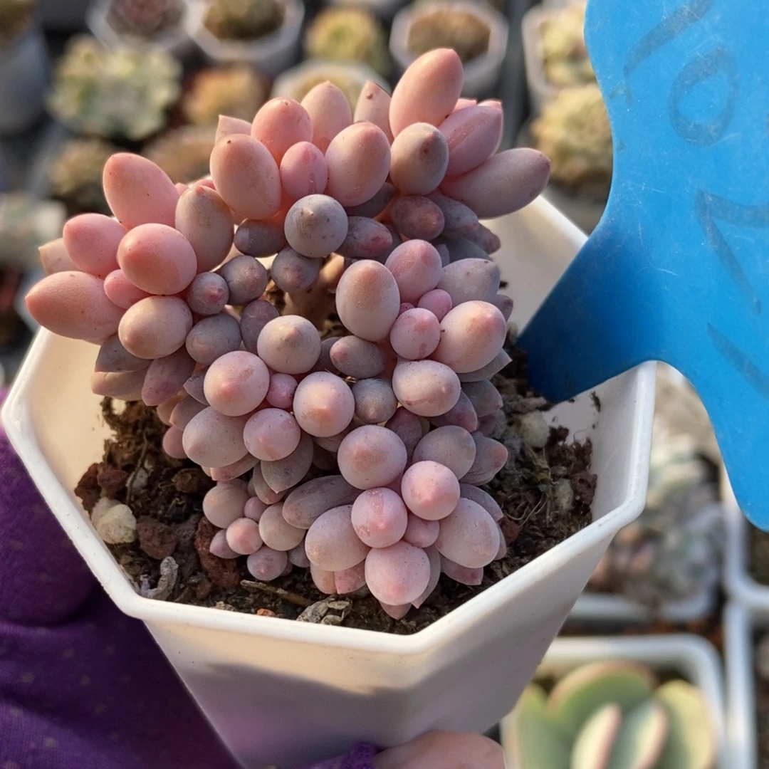 1023婴儿手指多肉植物