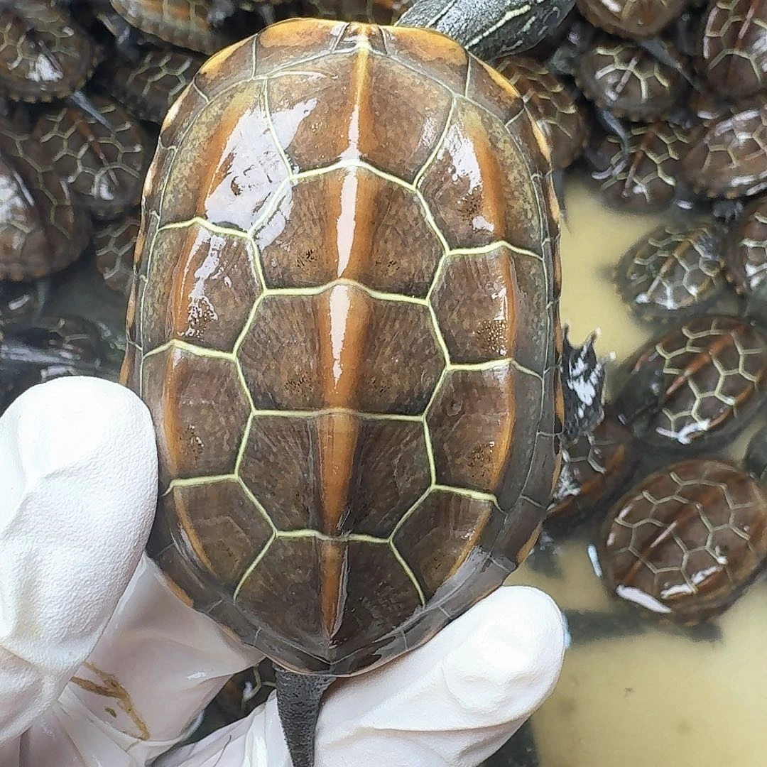 中华草龟不分公母