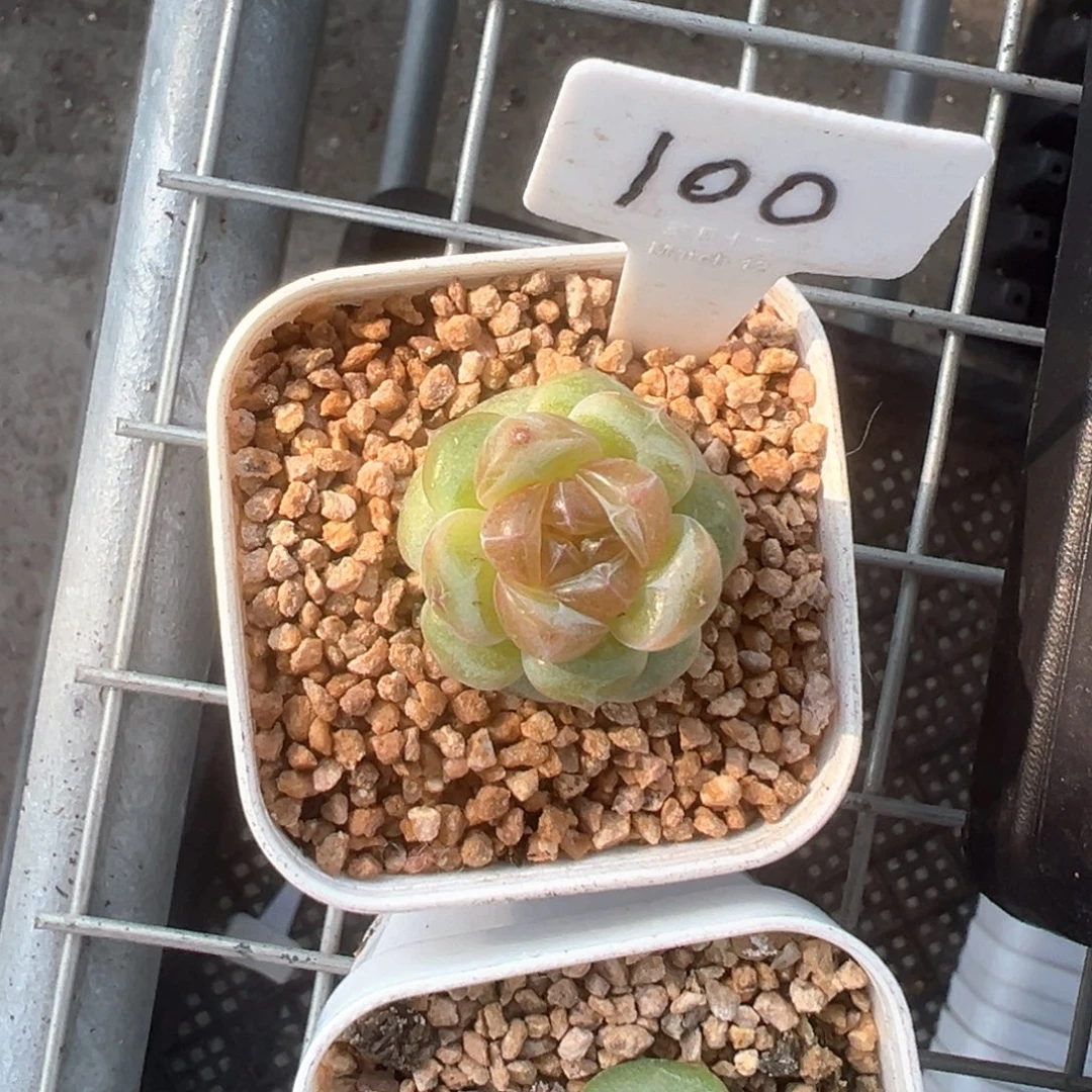 3****100号遥遥，晗雨多肉