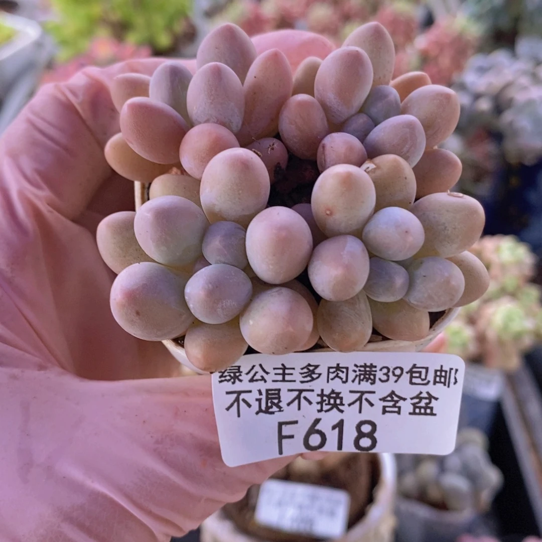 粉红泡泡4棵618多肉植物