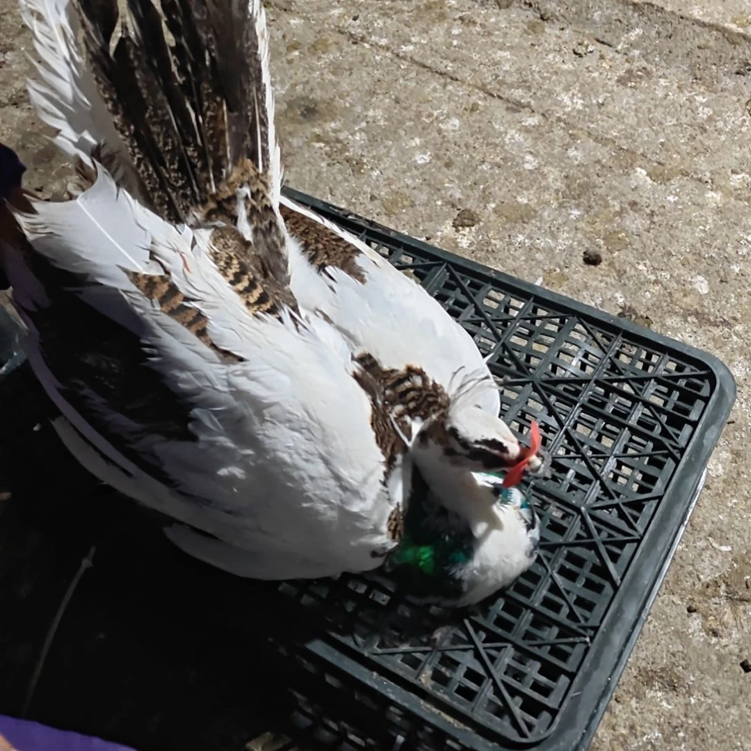 珍珠鸡花公白母800639